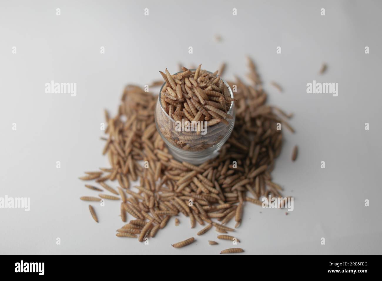 Maggot farm hi-res stock photography and images - Alamy