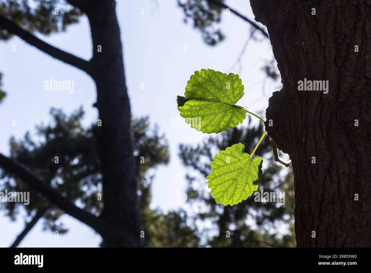 Alder branch with green leaves. Young alder tree in summer with new