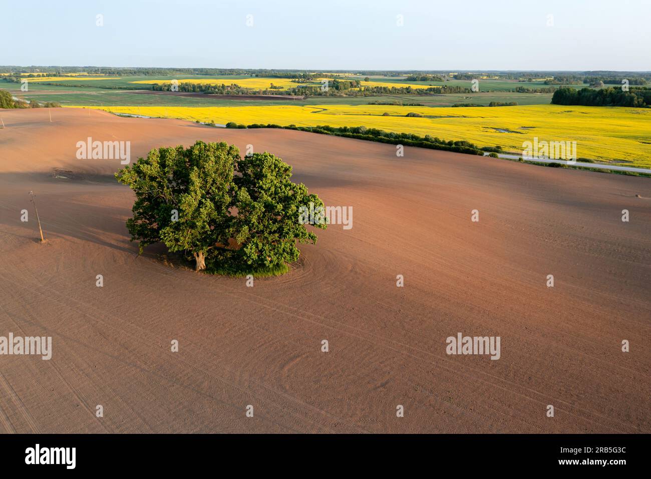 aerial landscape with a lonely tree mowed cereal in the field of sunny ...