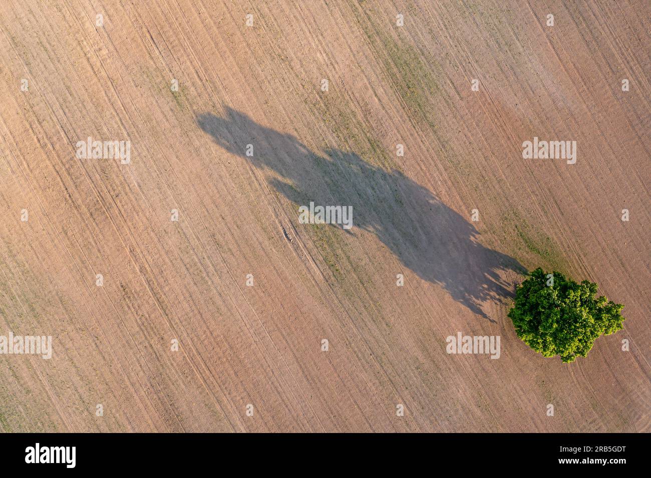 top down aerial view on a lone tree in the middle of a cultivated field ...