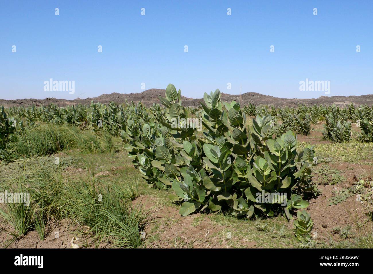 Plants in The Desert. Nubia. Sudan. North Africa Stock Photo