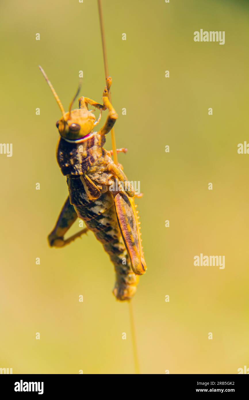 Grasshopper life cycle hi-res stock photography and images - Alamy