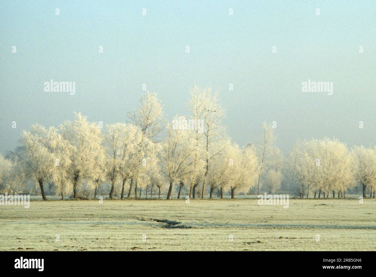 Horizontal nature trees hi-res stock photography and images - Alamy