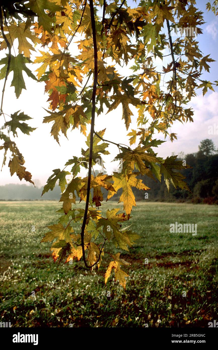 Nature flora trees hi-res stock photography and images - Alamy
