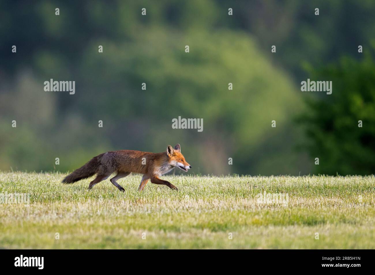 Keyaron fox hi-res stock photography and images - Alamy