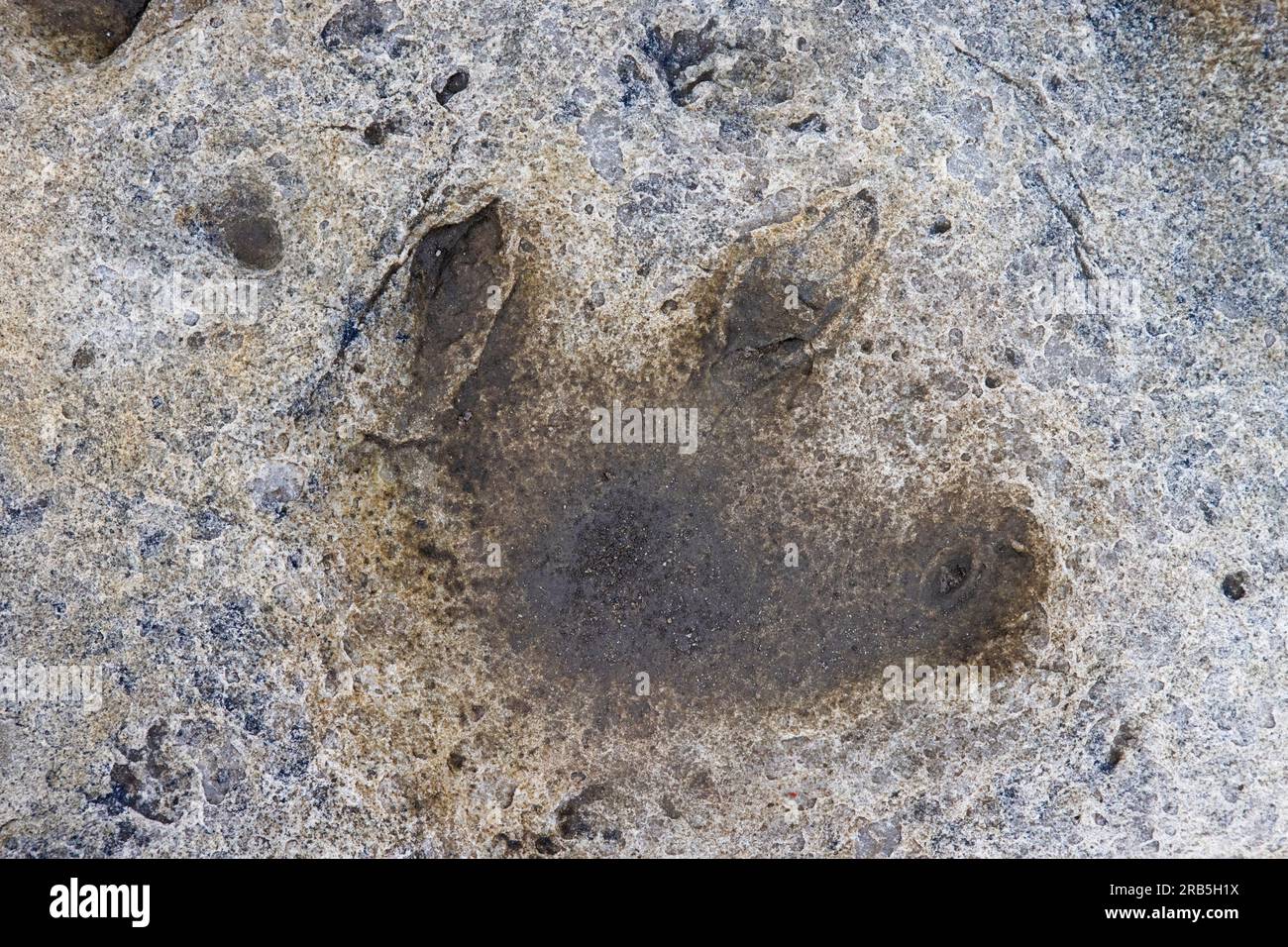 Ornithopod footprint in sandstone at the Lower Cretaceous dinosaur tracksite at Boltodden, Kvalvagen, Svalbard / Spitsbergen, Norway Stock Photo