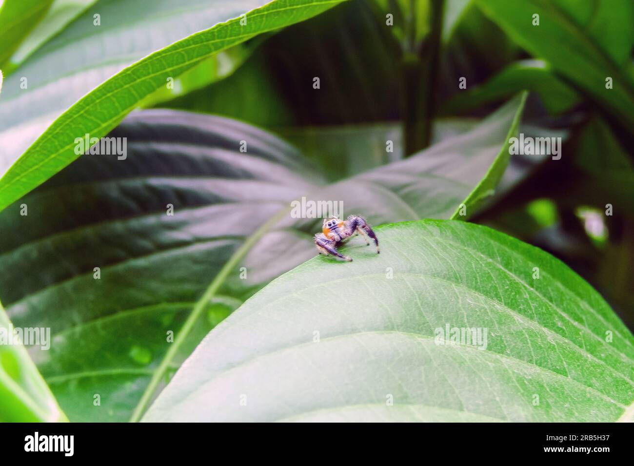 Night Scene: Hyllus semicupreus, the Jumping Spider, Waiting for Prey on a Green Leaf Stock Photo