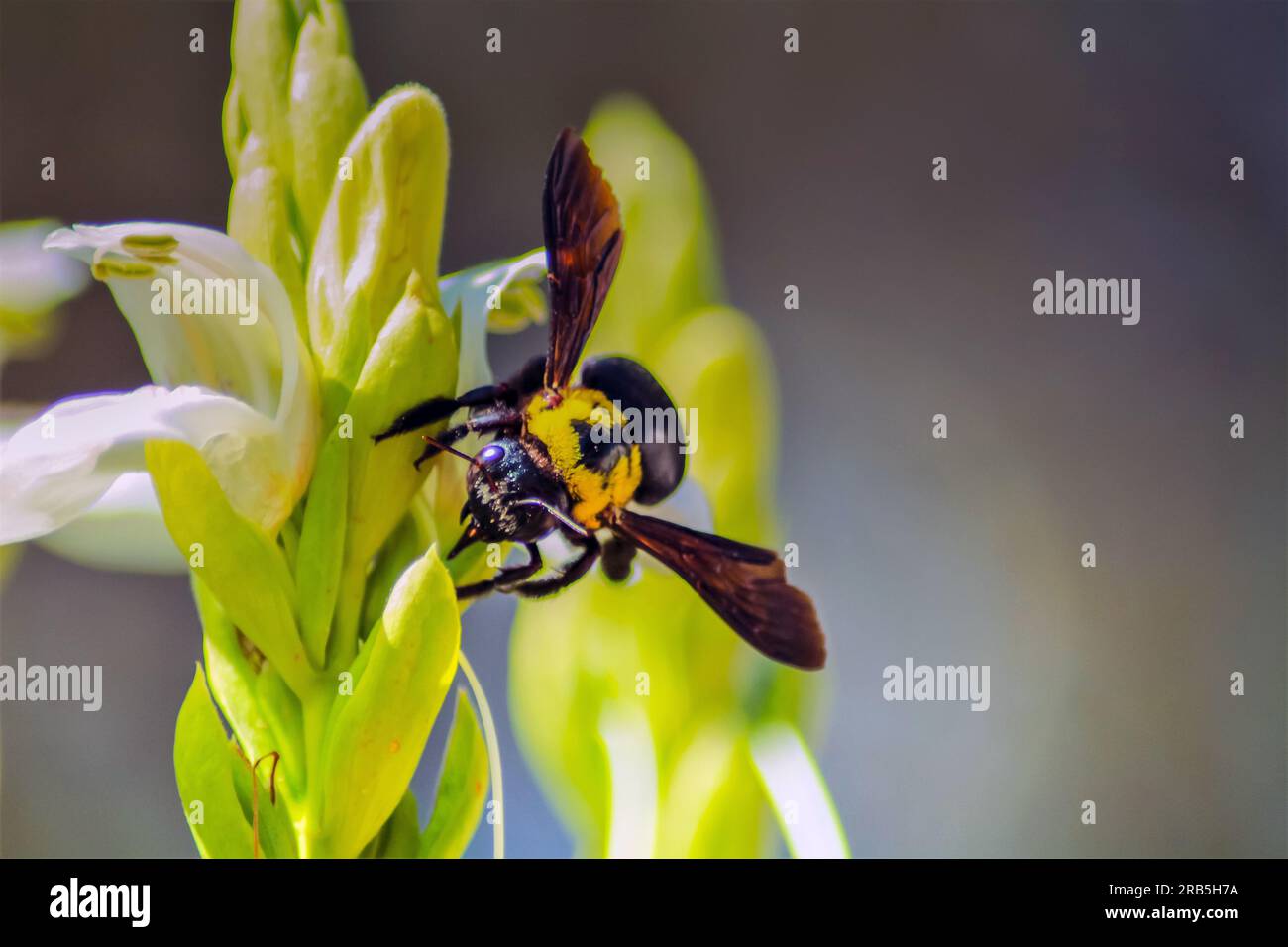 Xylocopa Latipes: Capturing the Elegance of Carpenter Bees in Macro Photography Stock Photo