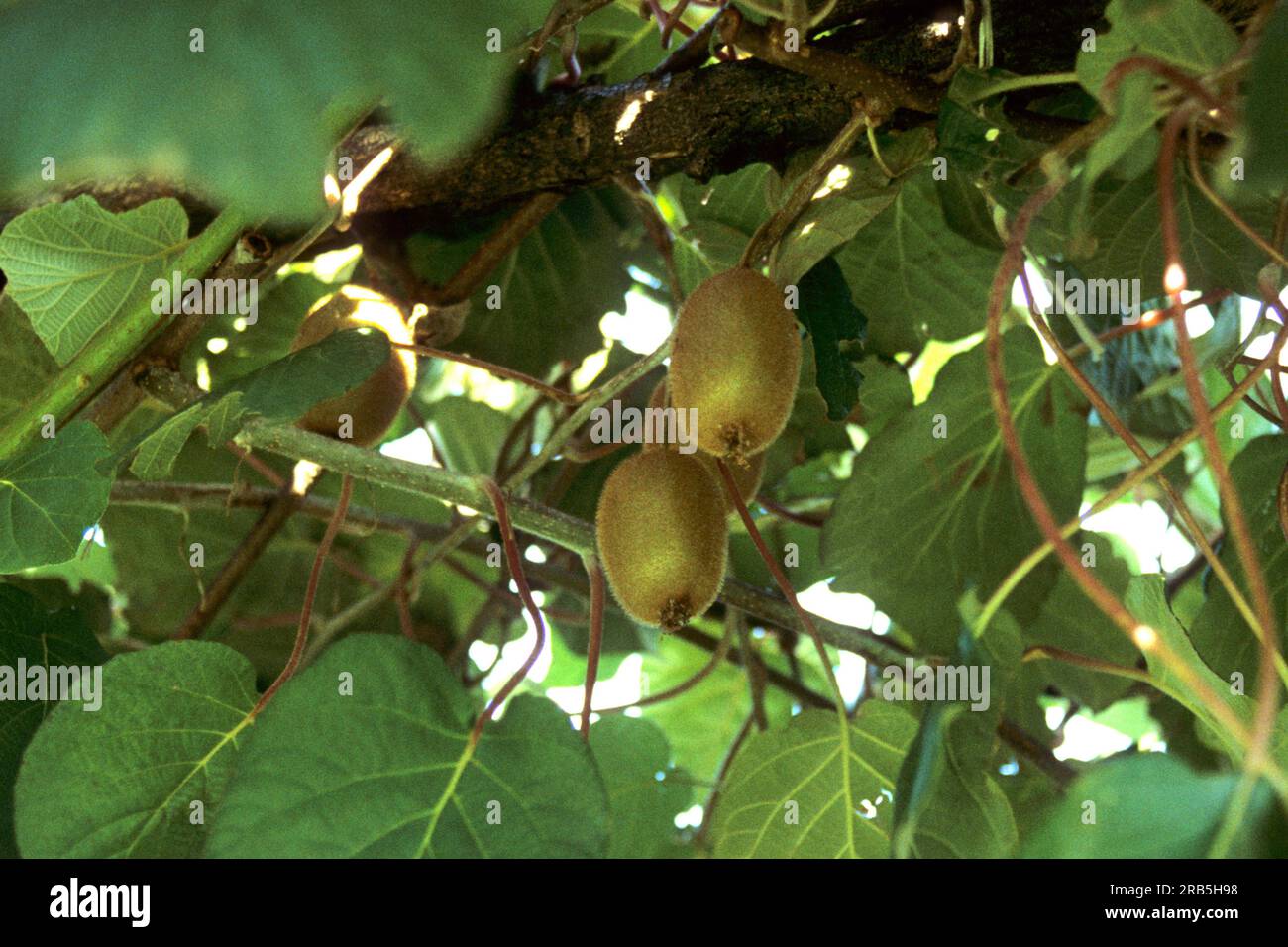 Kiwi Stock Photo