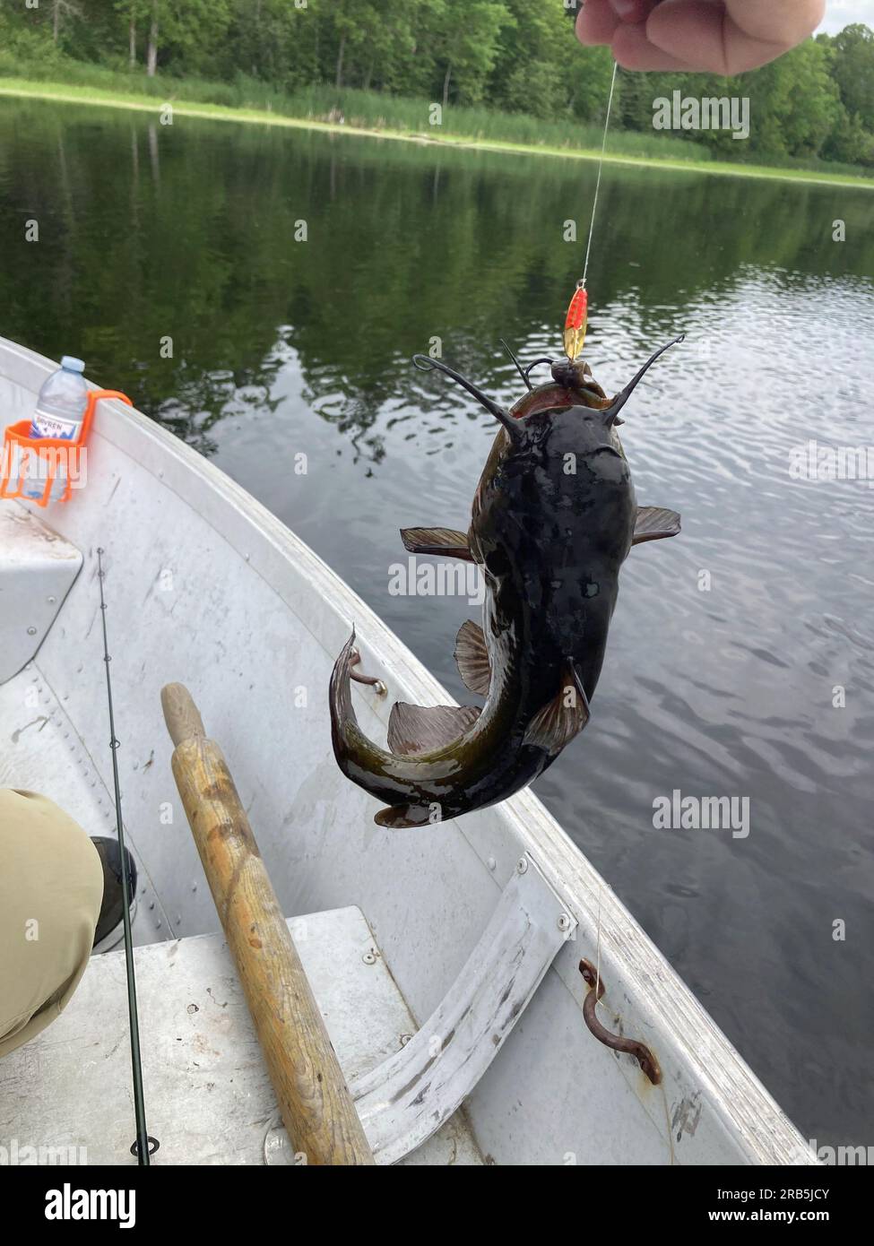Bullhead catfish hires stock photography and images Alamy
