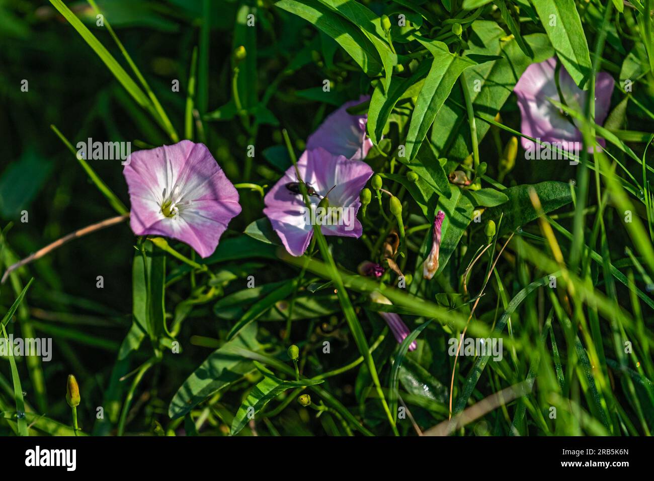 Closeup flower field bindweed hi-res stock photography and images - Alamy