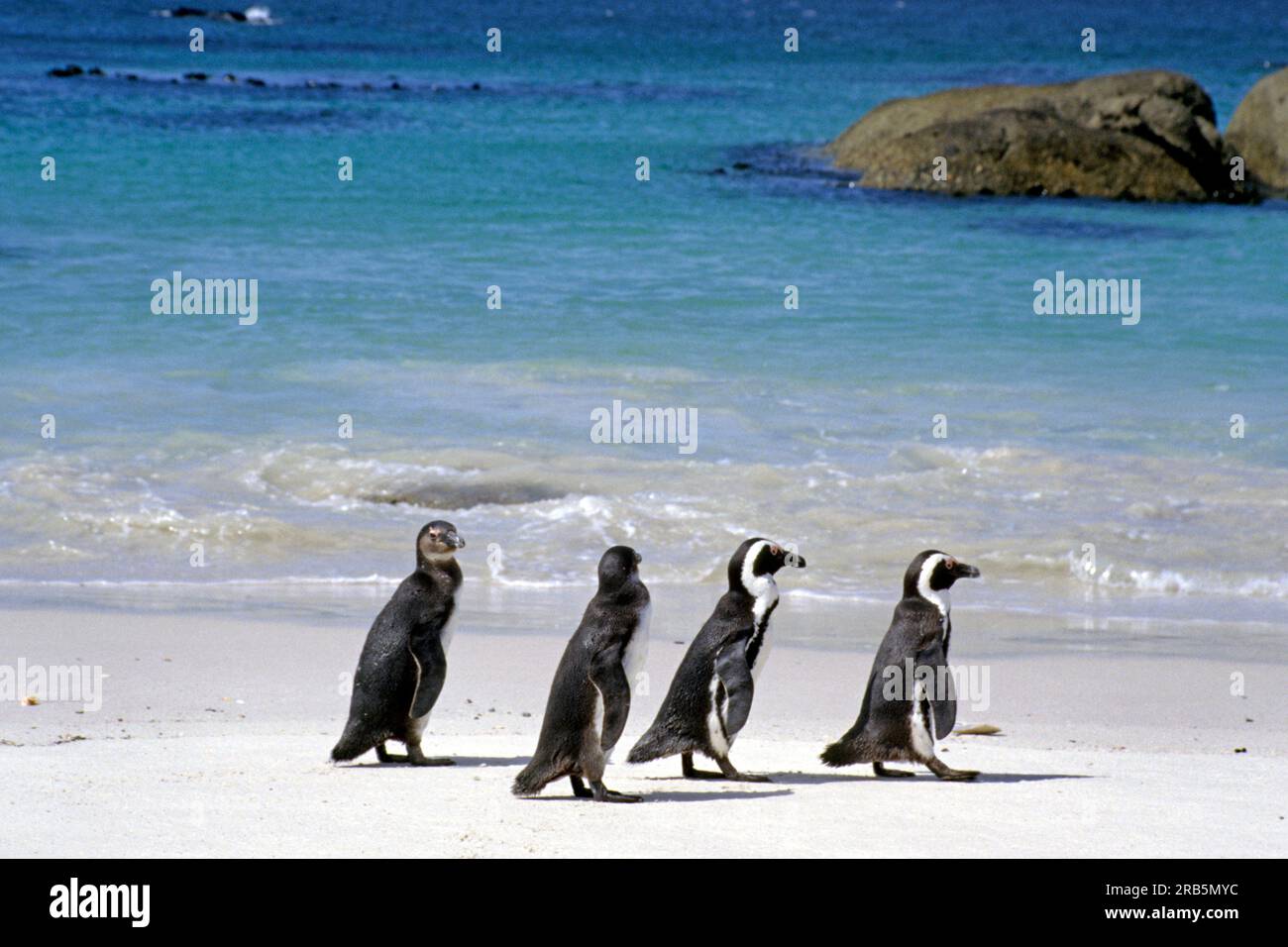 Penguins Stock Photo