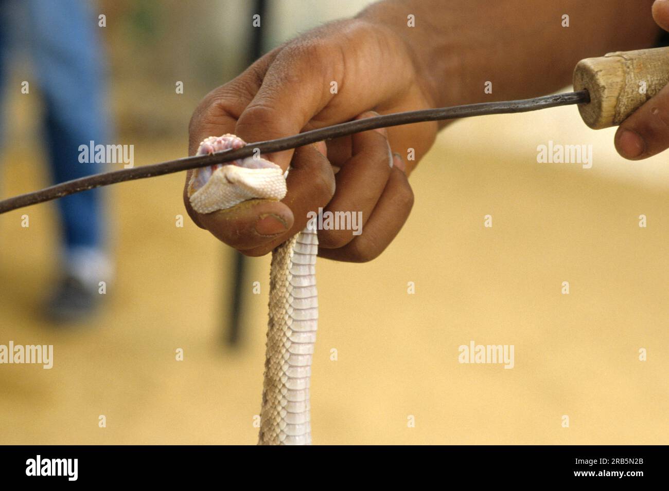 Viper. Tunisia. Africa Stock Photo