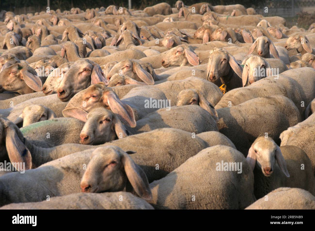 Rearing sheep hi-res stock photography and images - Alamy
