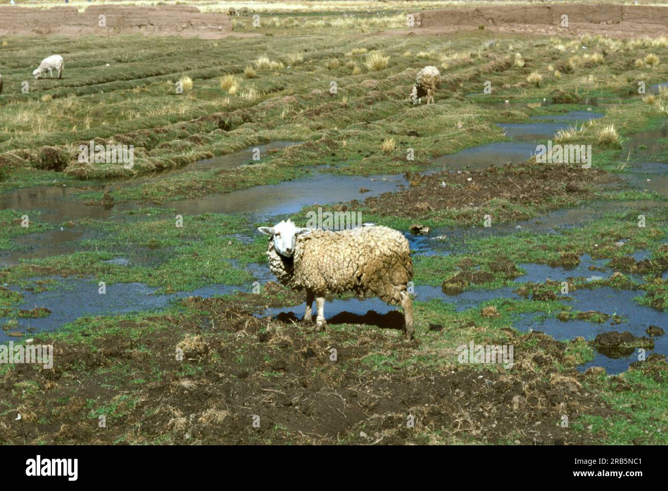 Animal animals fauna hi-res stock photography and images - Alamy