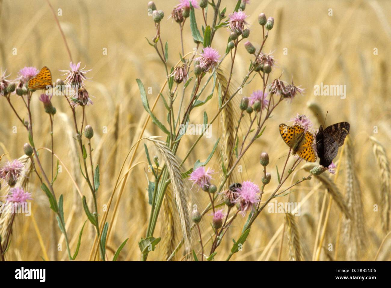 Wild butterfly hi-res stock photography and images - Alamy