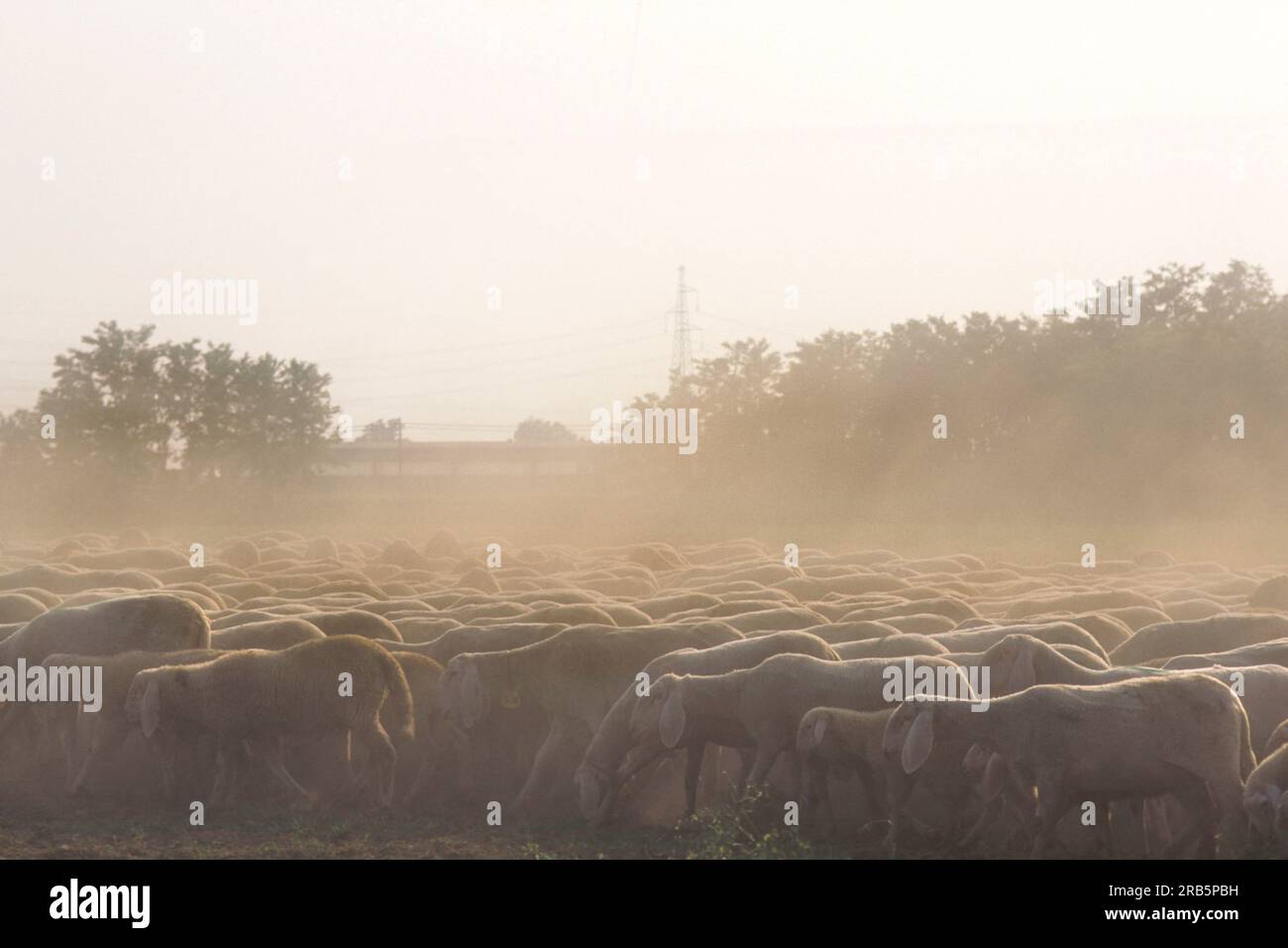 Rearing sheep hi-res stock photography and images - Alamy