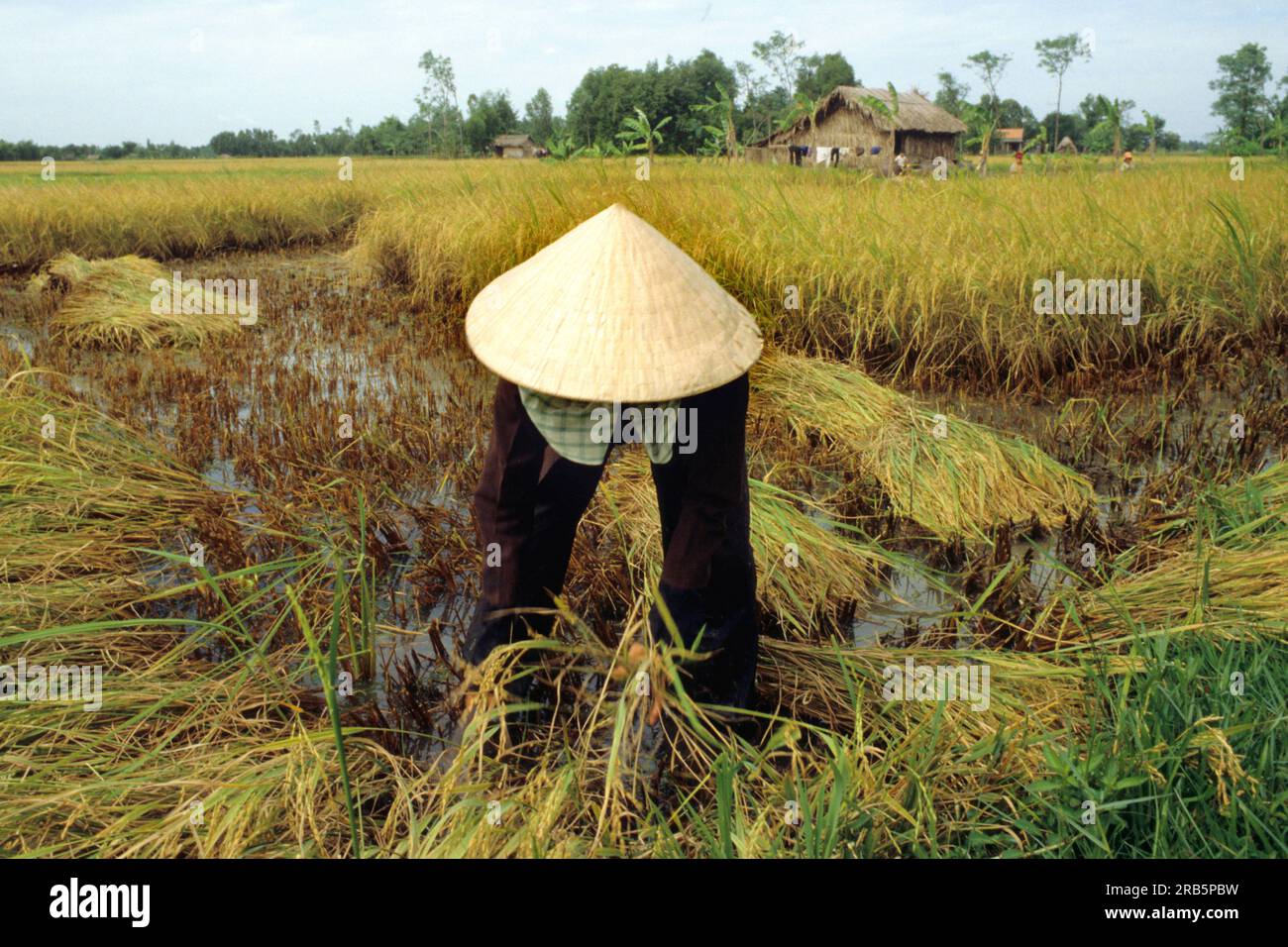 Vietnam ricefield hi-res stock photography and images - Alamy