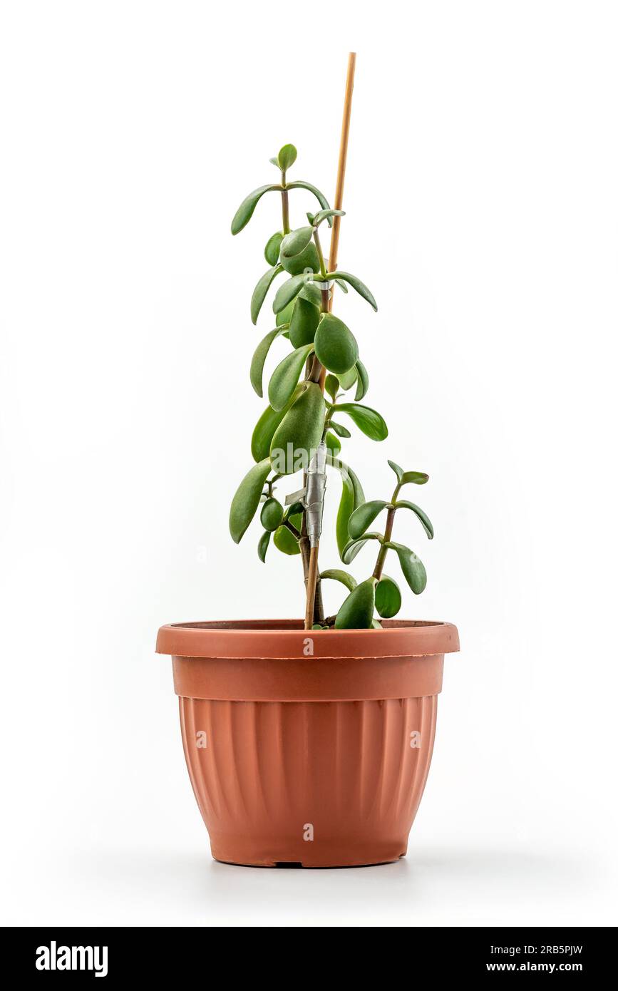 Succulent houseplant Crassula (jade plant, lucky plant, money plant or