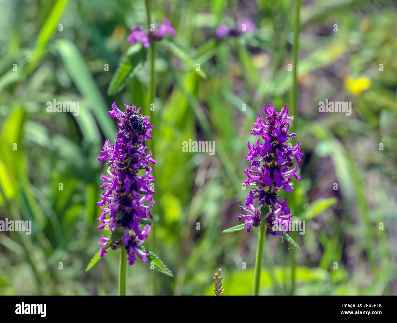 Purple Betony flowers or Betony, Wood Betony, Bishopwort, Bishop's Wort. Its scientific name is Betonica Officinalis L or Stachys Officinalis, native Stock Photo