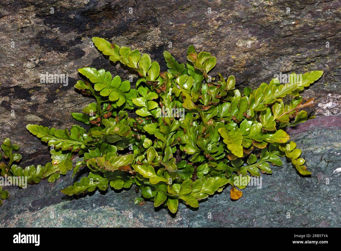 Asplenium marinum (sea spleenwort) is a fern found among maritime rocks. It imainly occurs in Europe and Macaronesia. Stock Photo