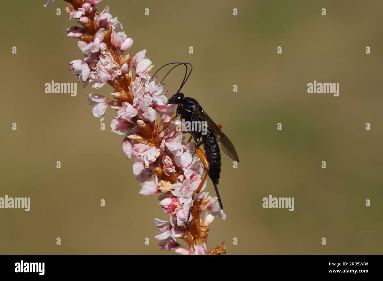 Female Pimpla rufipes, the black slip wasp, family Ichneumonidae. On pink flowers of Himalayan bistort (Bistorta affinis), family Polygonaceae. Summer Stock Photo