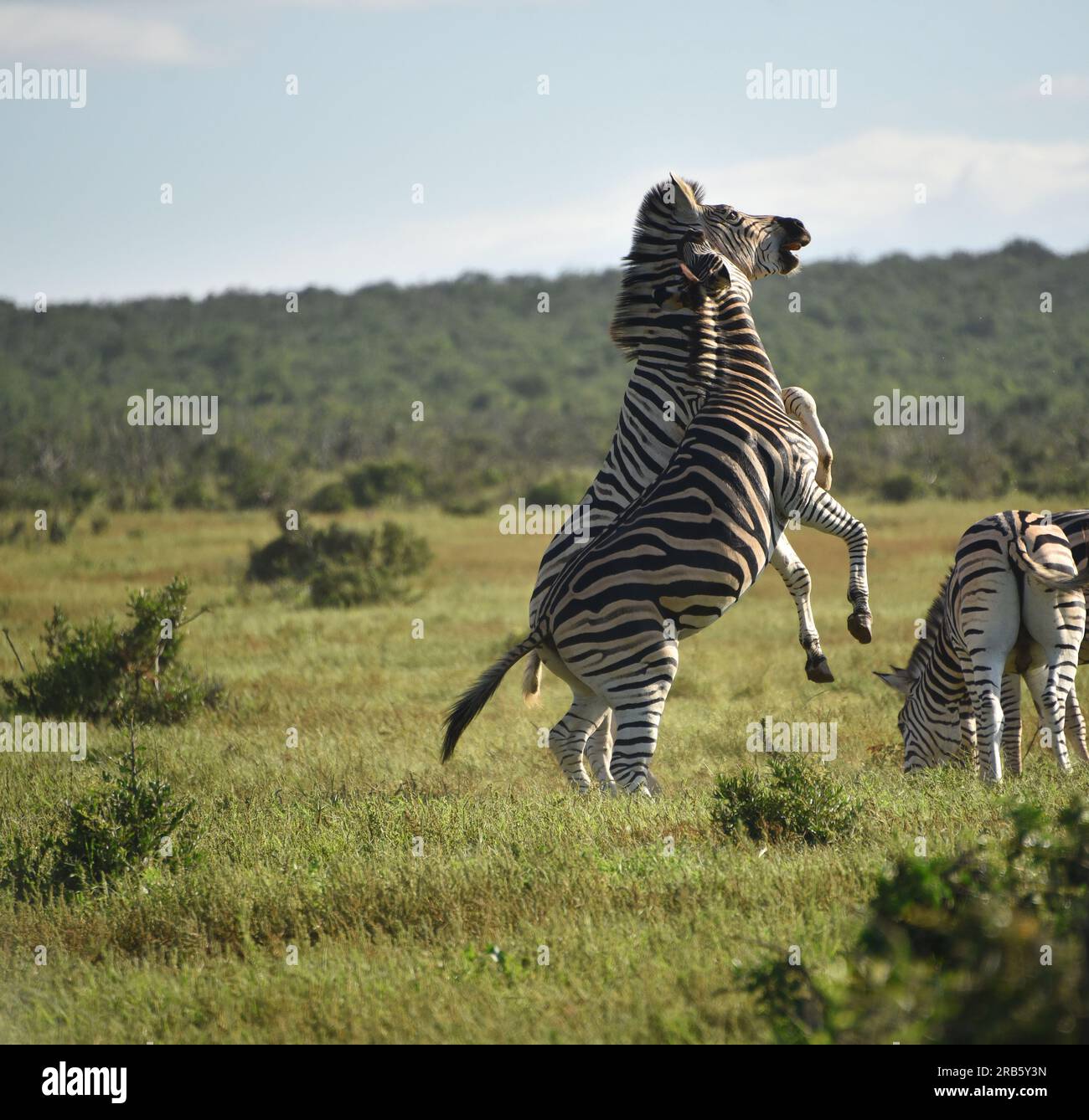 Close up of wild Zebras rearing up on their hind legs and fighting one another.  Shot on safari in South Africa. Stock Photo