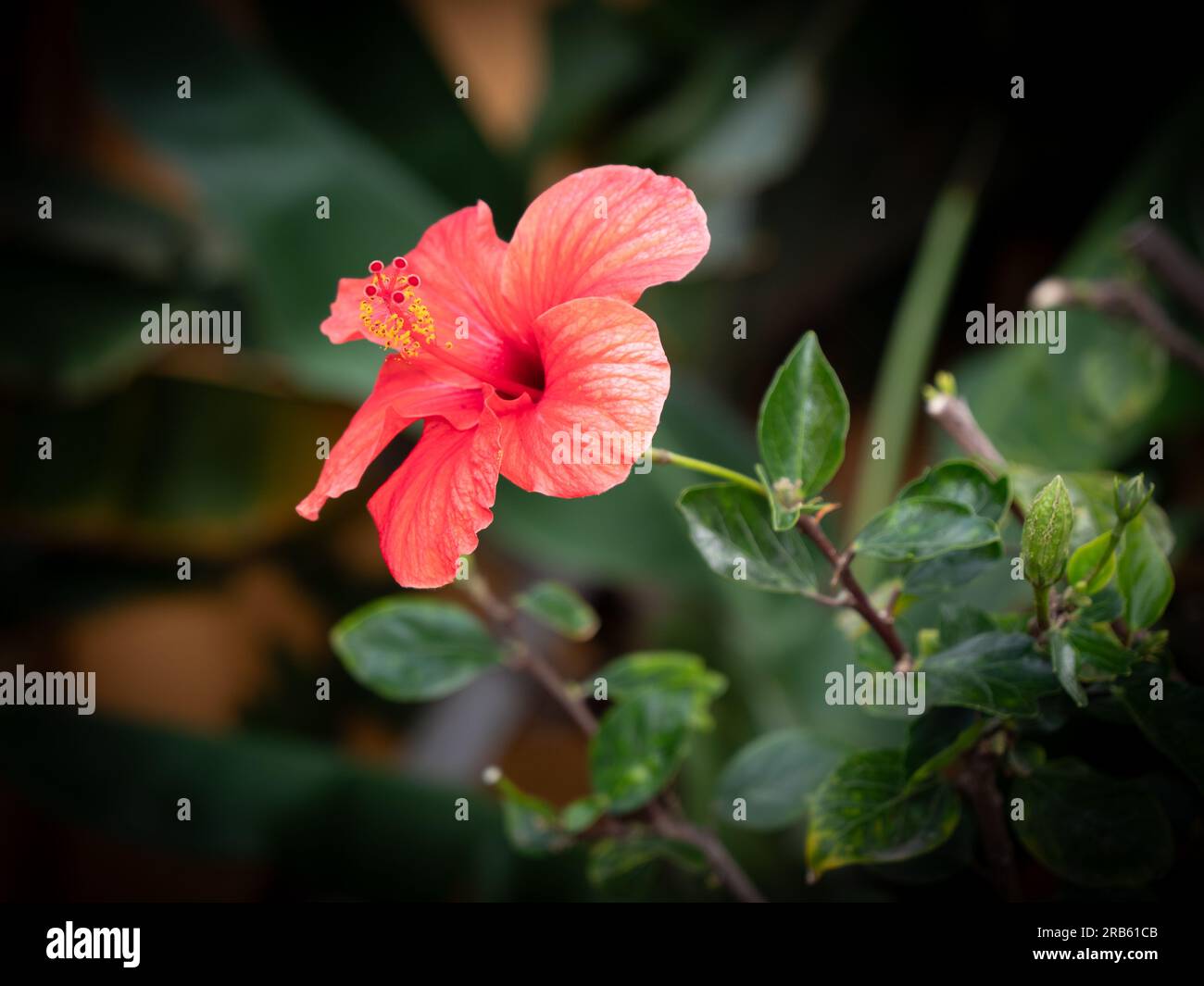 Red hibiscus plant hi-res stock photography and images - Alamy