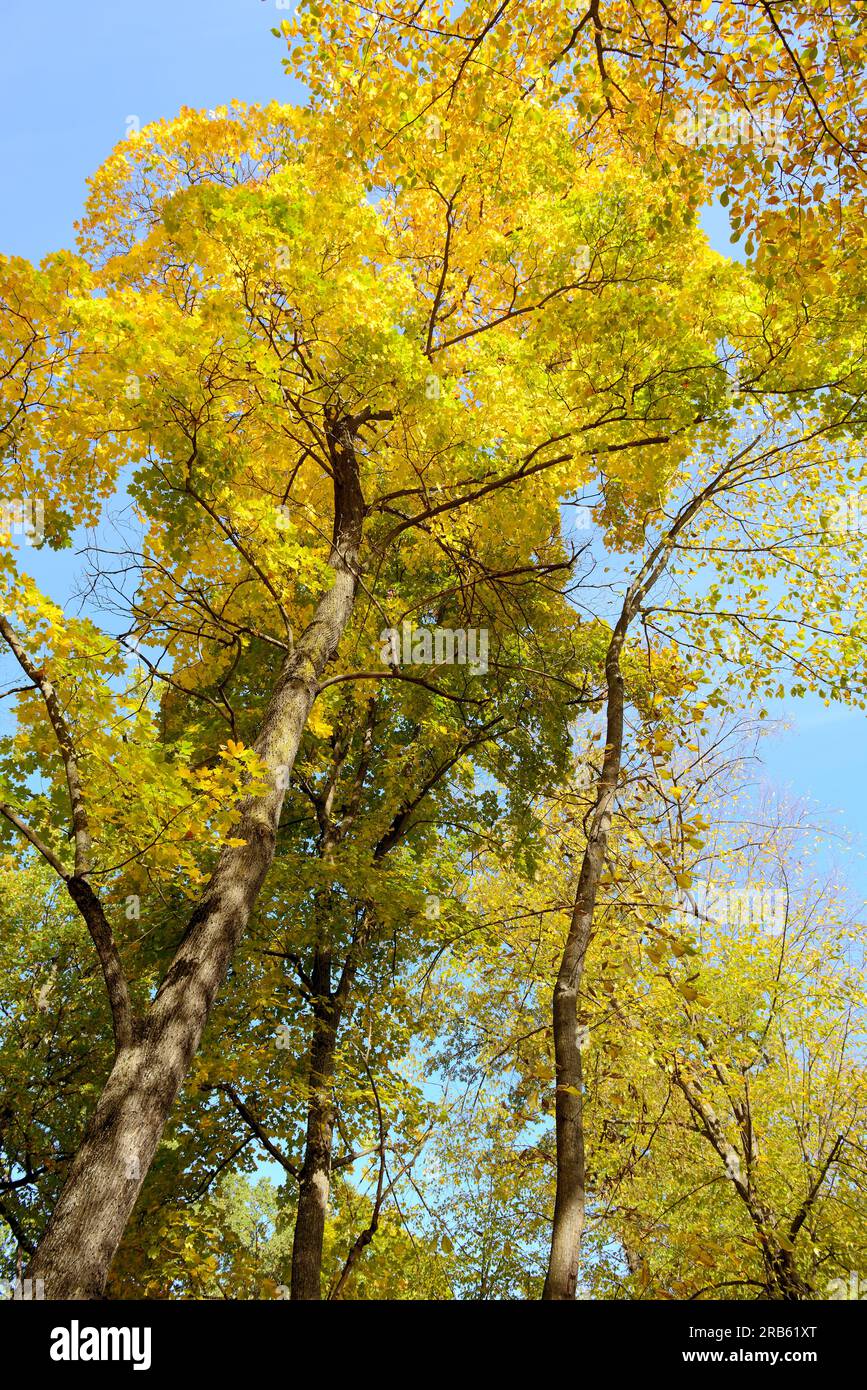 Golden autumn leaves hi-res stock photography and images - Alamy
