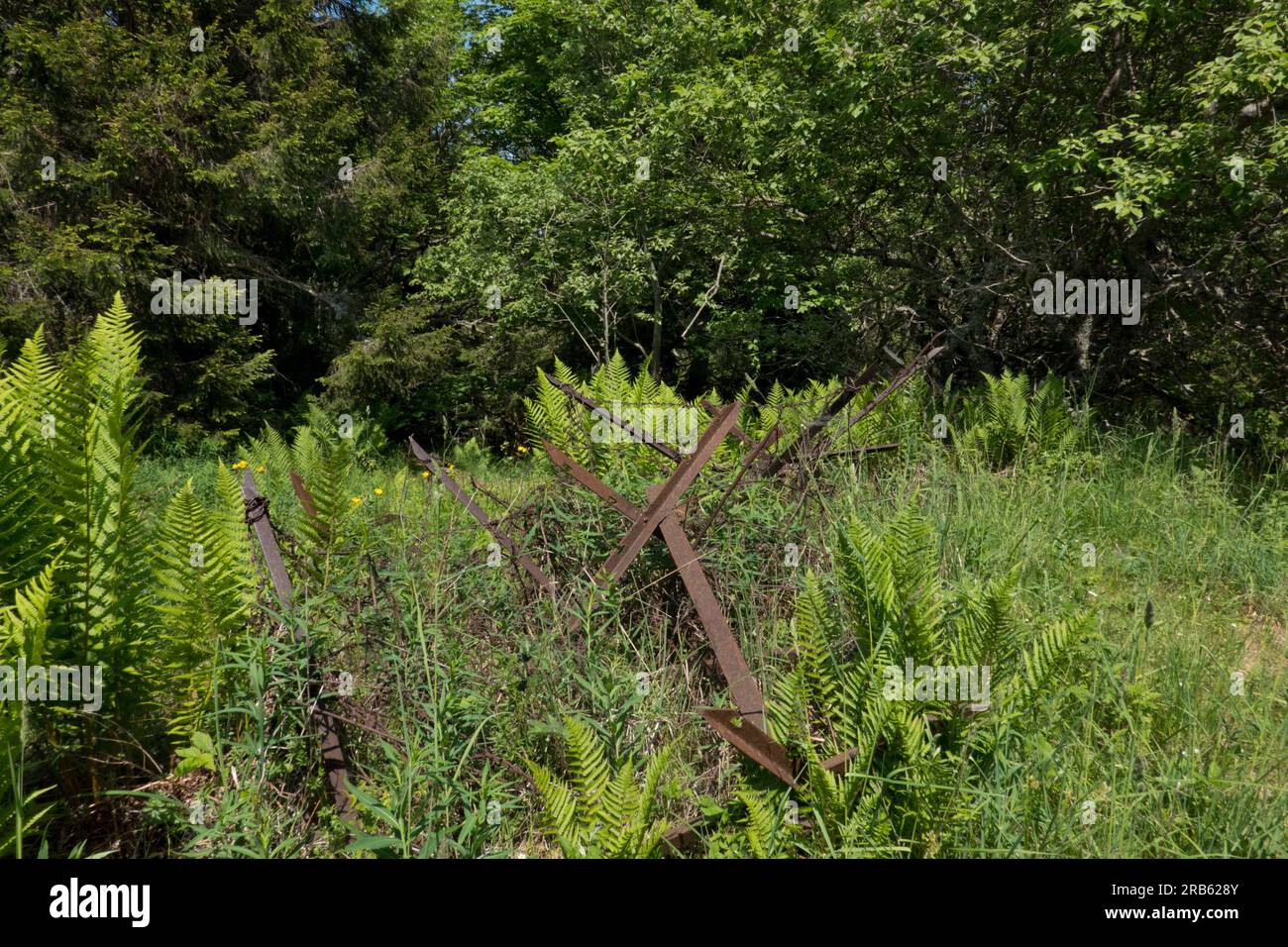 Remains of the first world war: an overgrown rusted barbed wire fence Stock Photo