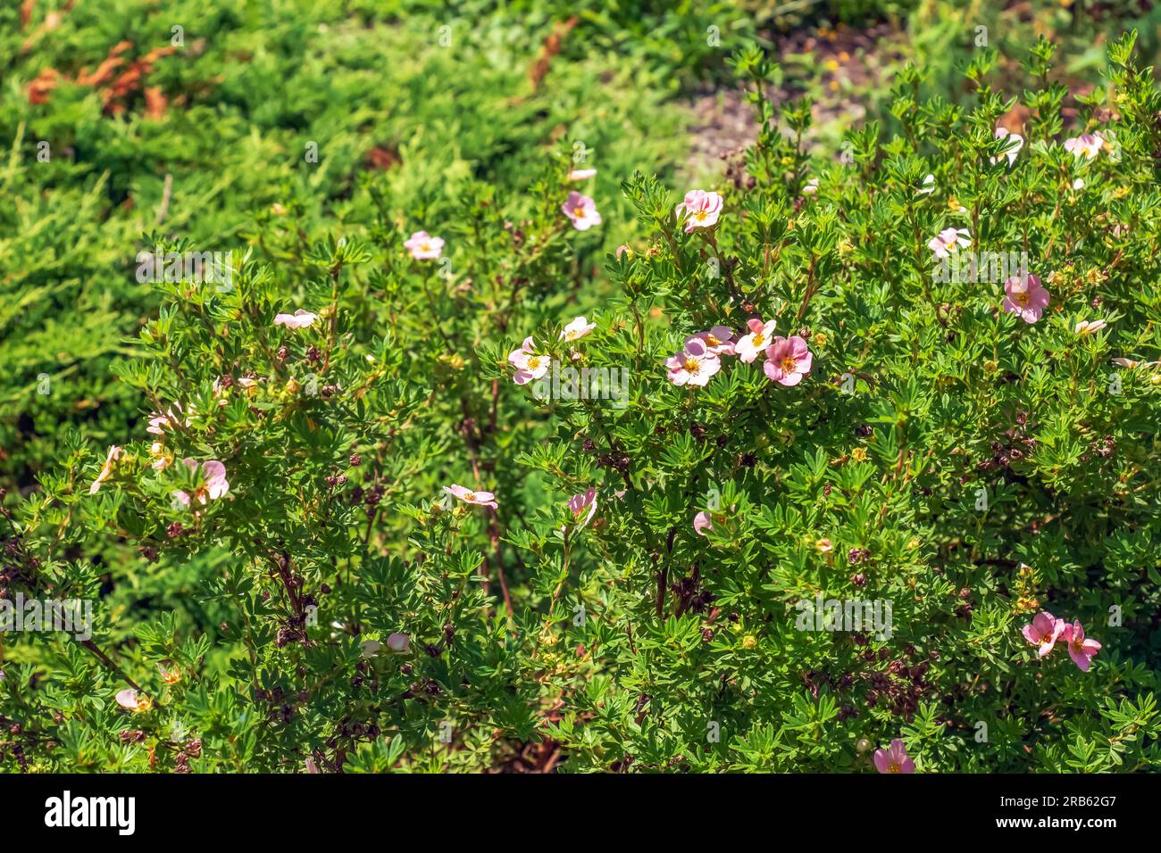 Blooming cultivar shrubby cinquefoil Dasiphora fruticosa or Princess in garden Stock Photo
