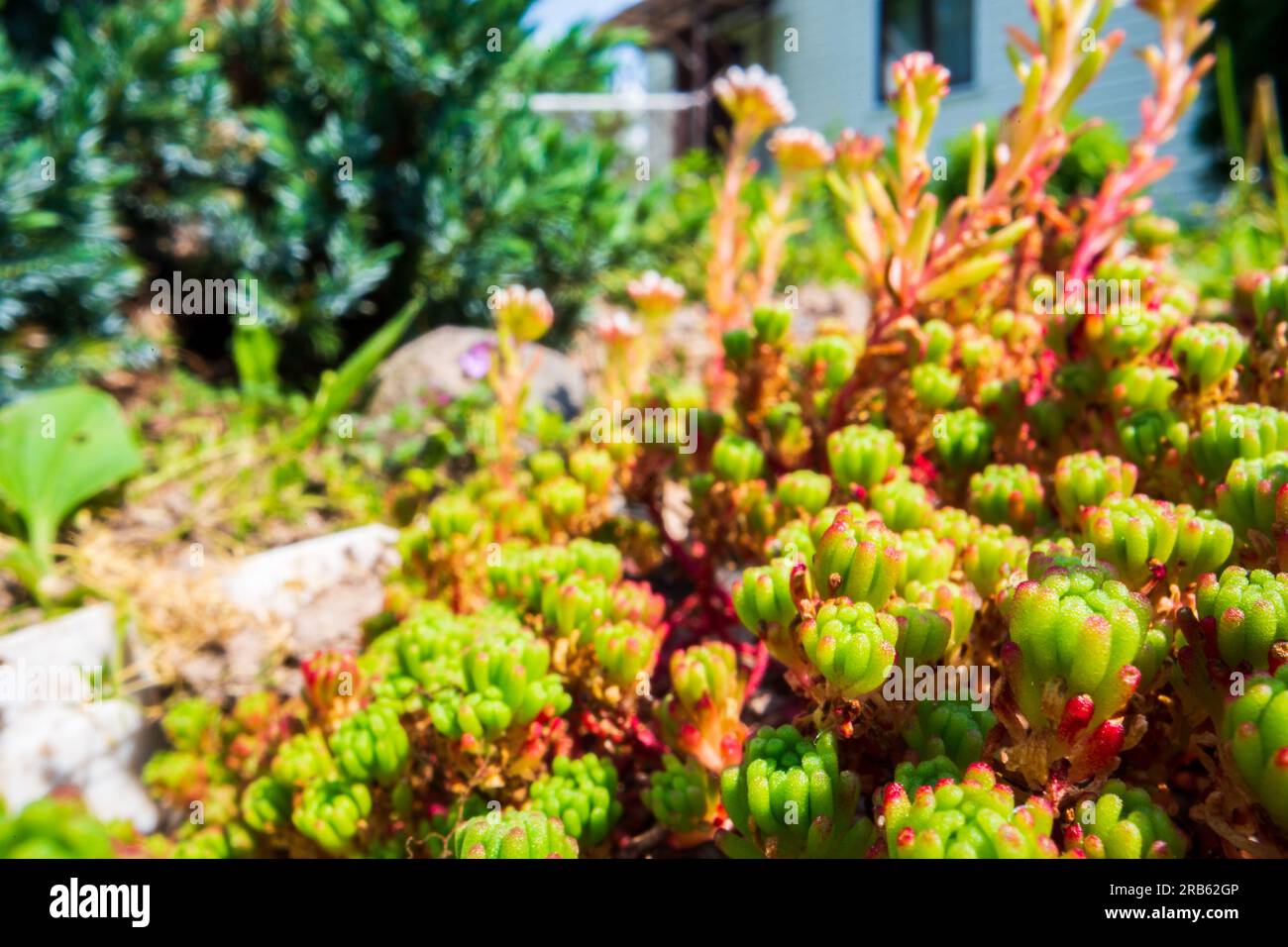 Sedum closeup. Flower club near the house. Background of flowers in