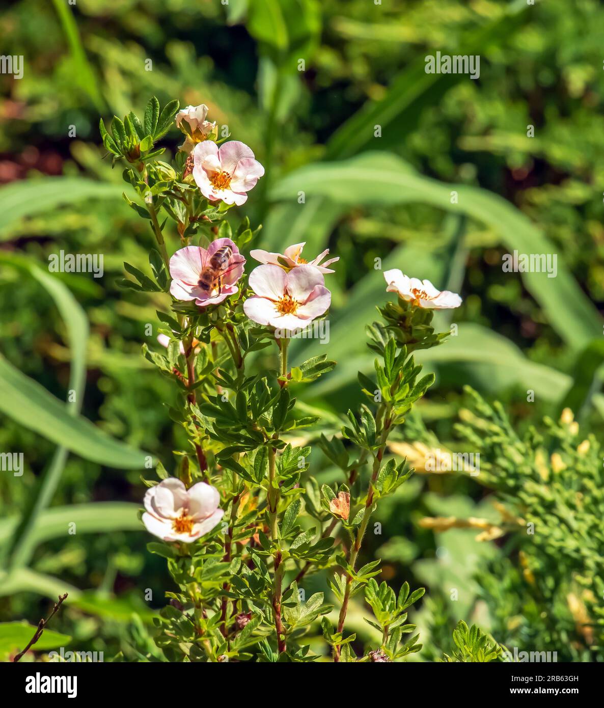 Blooming cultivar shrubby cinquefoil Dasiphora fruticosa or Princess in garden Stock Photo