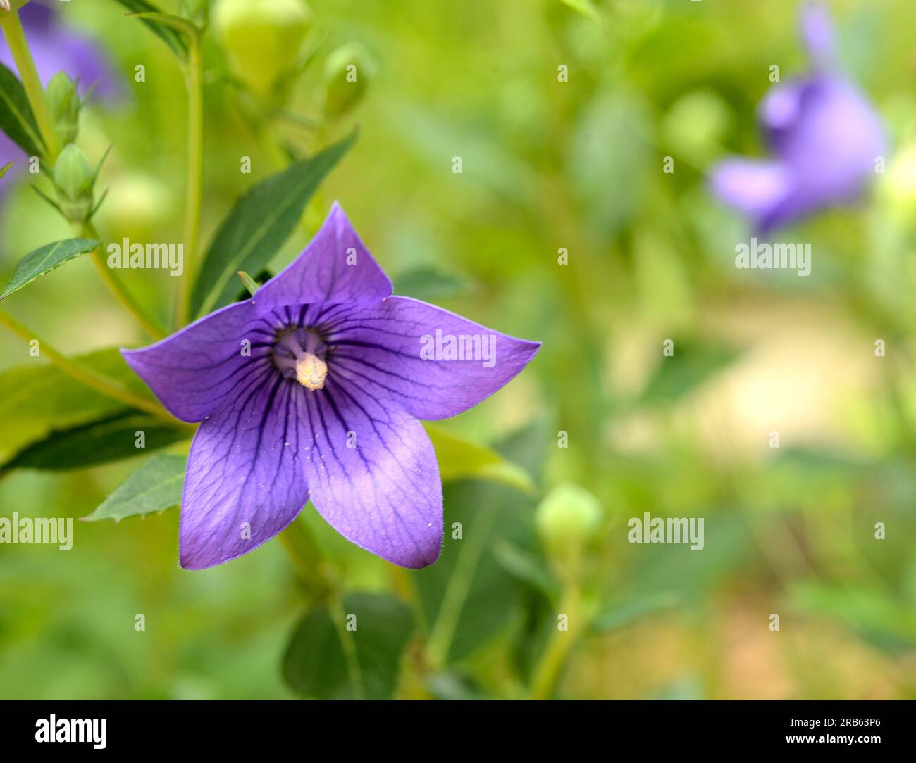 Purple Balloon Flower (Platycodon grandiflorus Stock Photo - Alamy