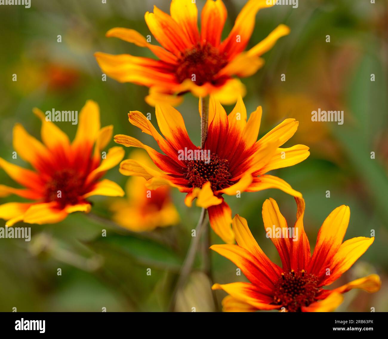 Heliopsis (burning hearts) flowers Stock Photo