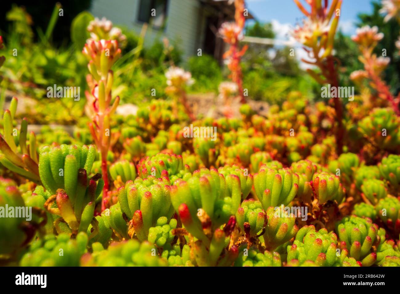 Sedum closeup. Flower club near the house. Background of flowers in