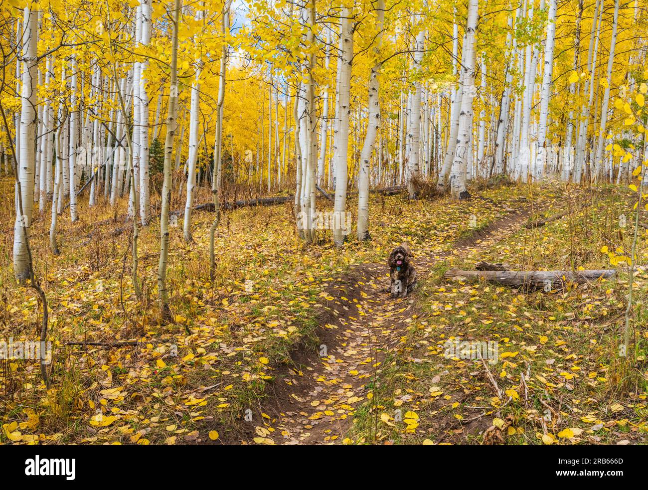 Pet dog with American Aspens and autumn color in Colorado. Stock Photo