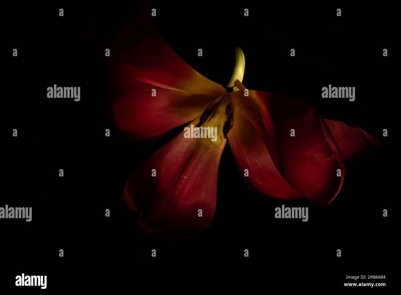 Red light petals hi-res stock photography and images - Alamy