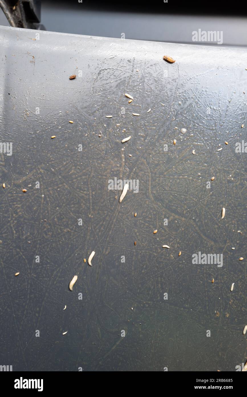 Maggots food waste hires stock photography and images Alamy