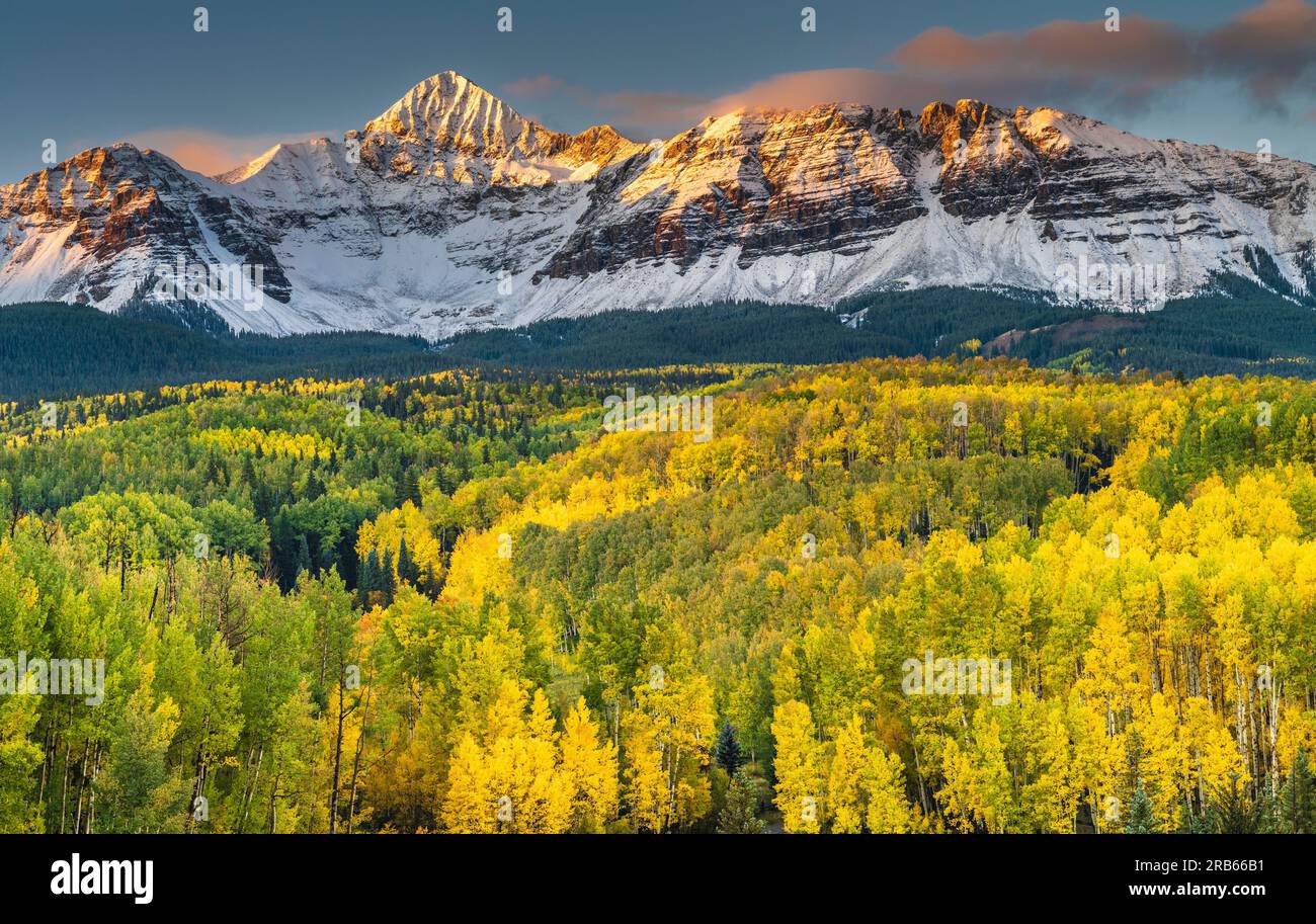 Autumn color in Aspen Trees near Telluride, Colorado. Stock Photo