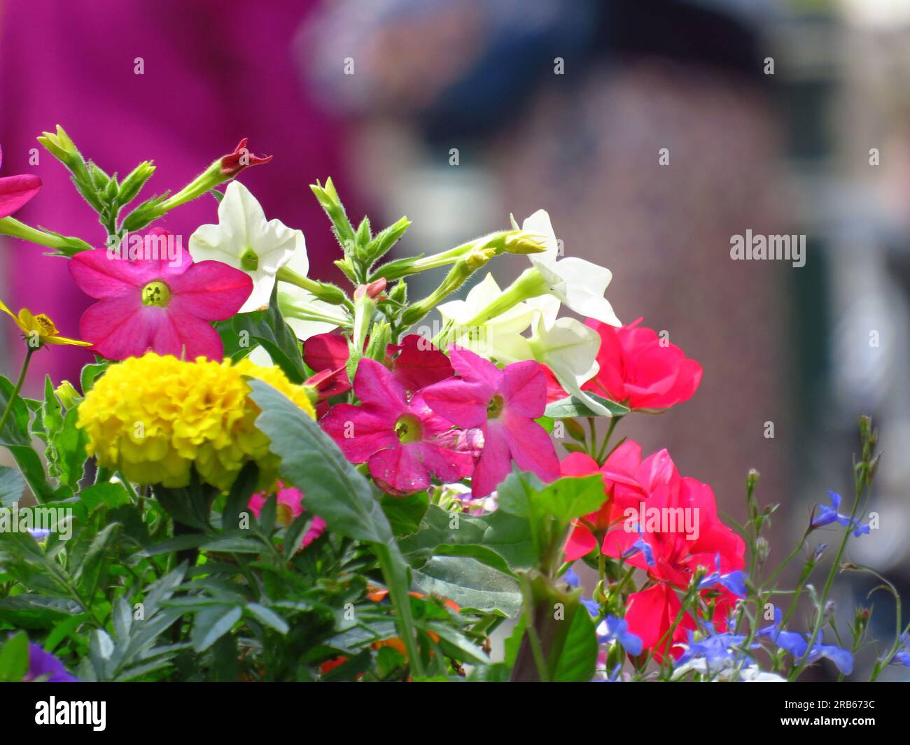 Close-up of colourful summer flowers blooming in a seaside town with defocused background Stock Photo