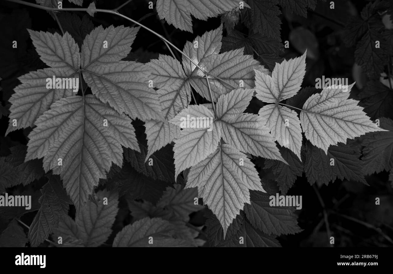 Salmonberry Plant at woodland. Leaves of a plant on dark background. Salmonberry leaf in black and white photo. Close up, nobody, selective focus Stock Photo
