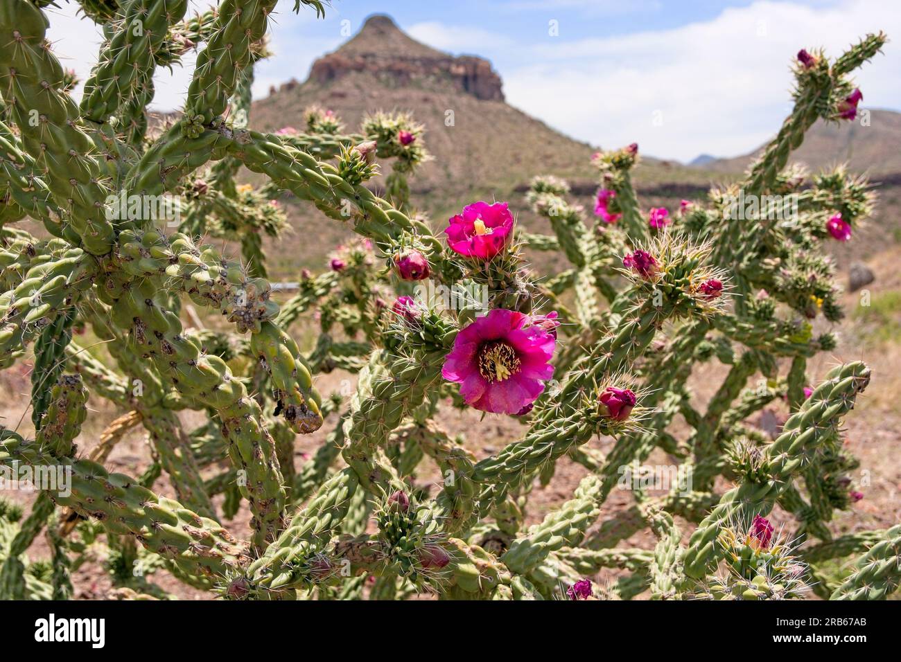 Blooming cane cholla cactus (Cylindropuntia imbricata) stand before eroding peak in Chihuahuan desert of Big Bend National Park Stock Photo