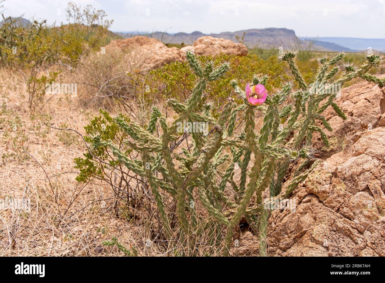 Solitary Bloom on cane cholla cactus  in field of creosote bush in Chihuahuan desert Stock Photo