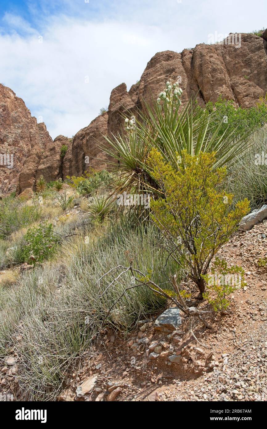 Creosote bush  and Shin Dagger  stand at base of eroding mesa in Big Bend National Park Stock Photo