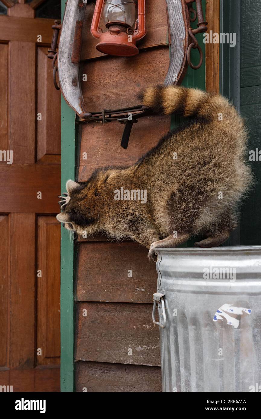 Raccoon (Procyon lotor) Peers Into Ajar Garage Door From Top of Garbage Can - captive animal Stock Photo