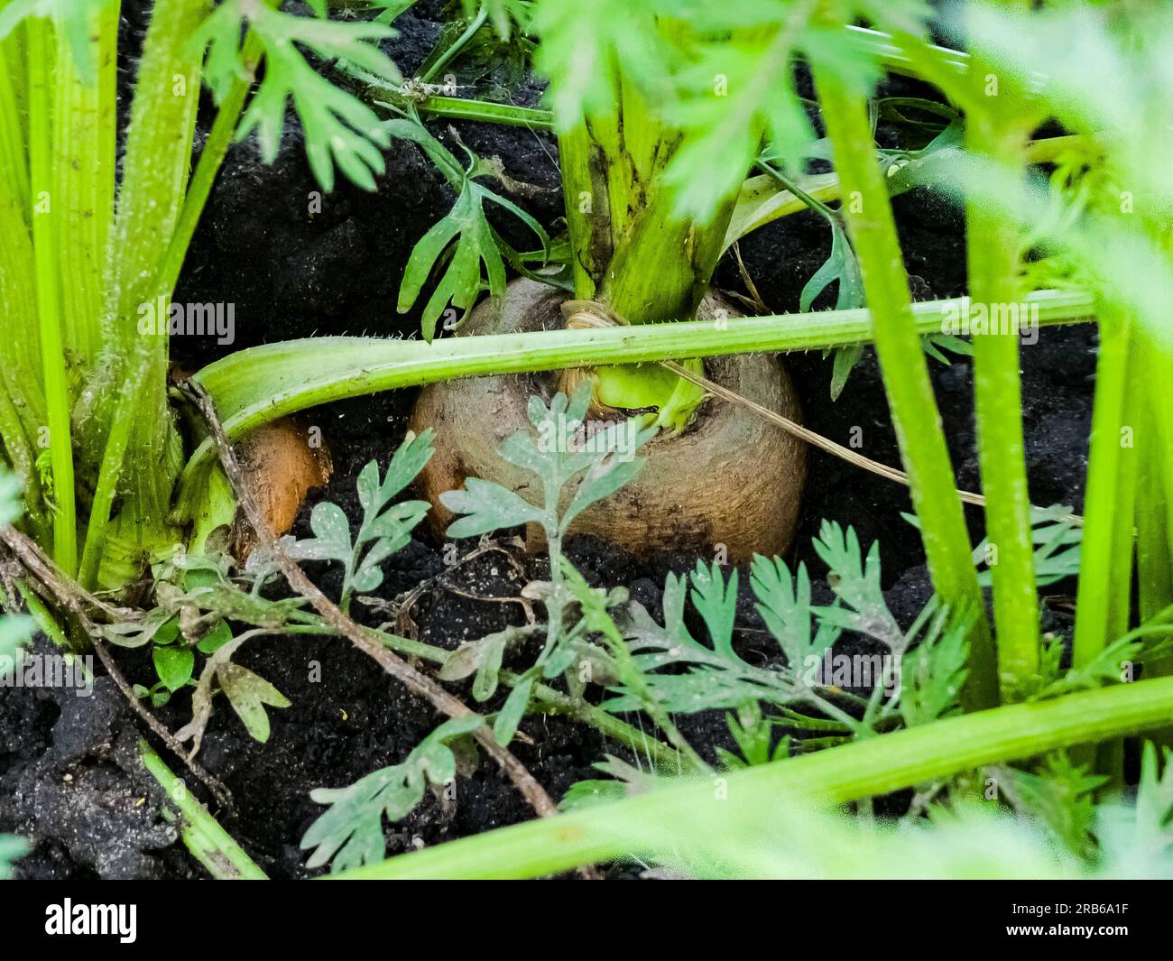 Fresh carrots growing in carrot field. Vegetable grows in the garden in the soil. Carrots on garden soil. Harvest. Agriculture. Stock Photo