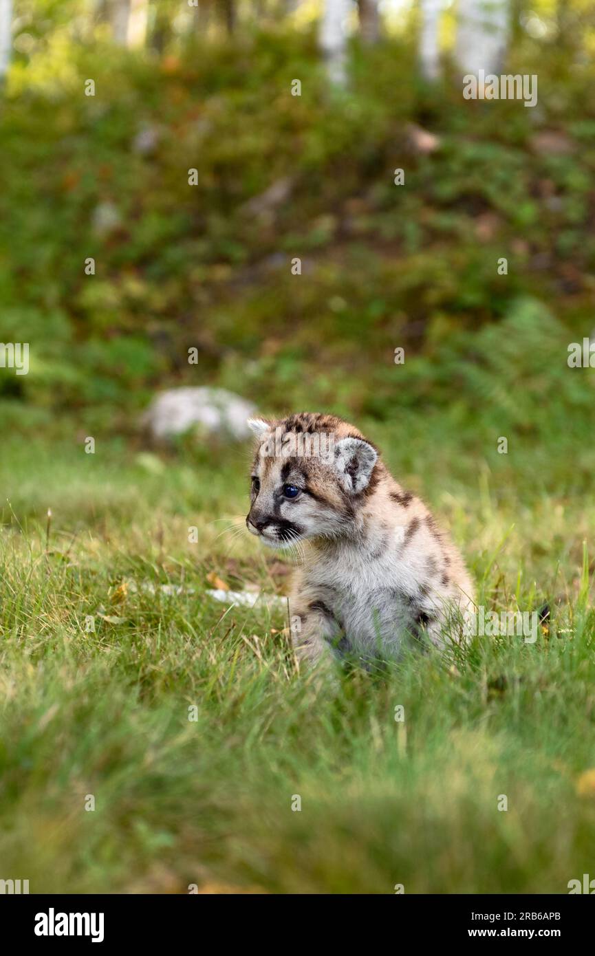 Cougar Kitten (Puma concolor) Sits in Grass Near Woods Autumn - captive animal Stock Photo