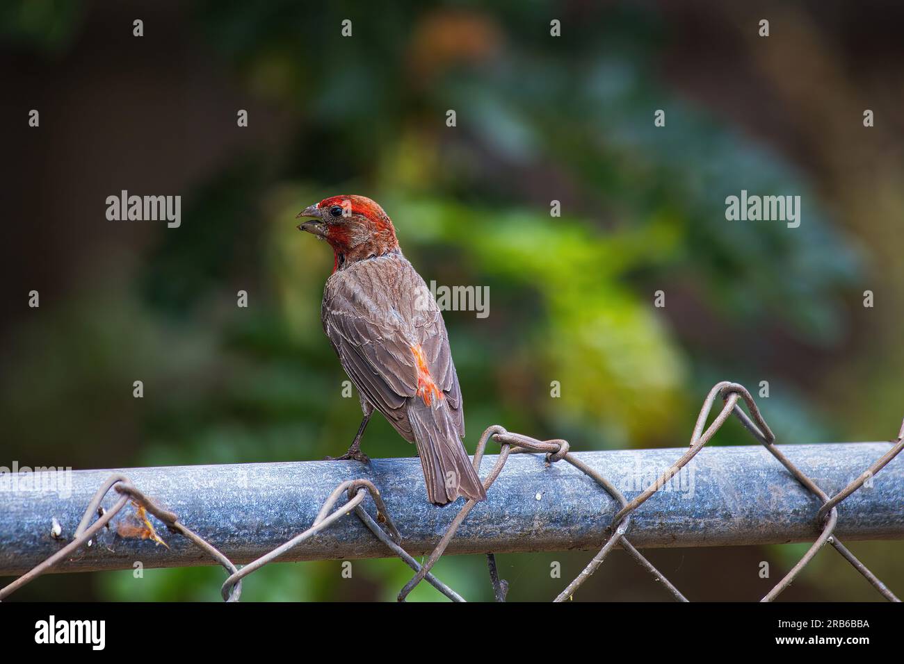 Side view of a red headed house finch sitting on a fence Stock Photo