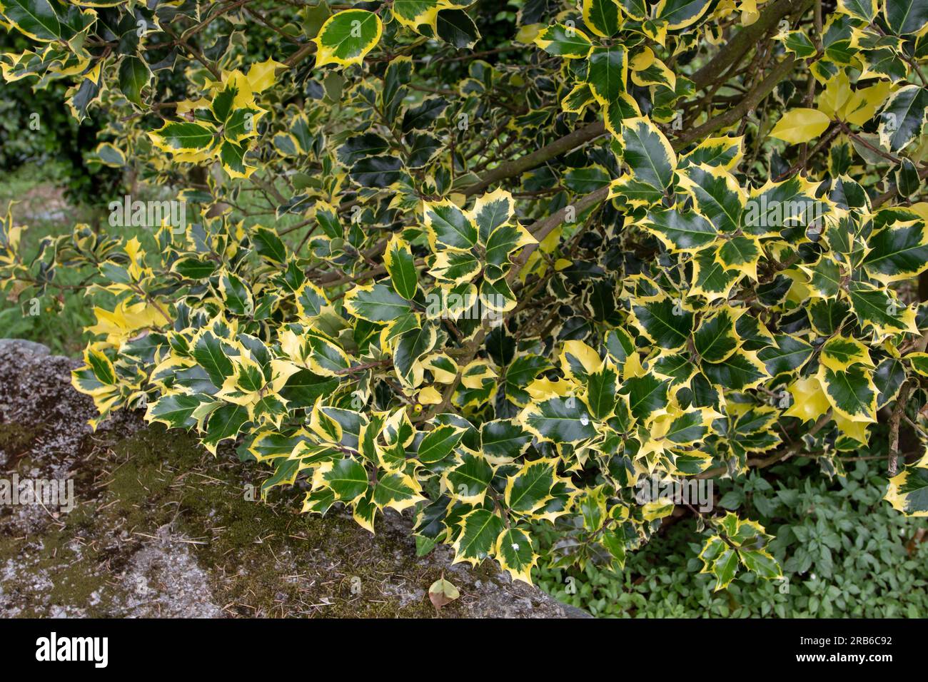Christmas holly or Ilex aquifolium branches with yellow variegated leaves. Evergreen ornamental plant. Stock Photo
